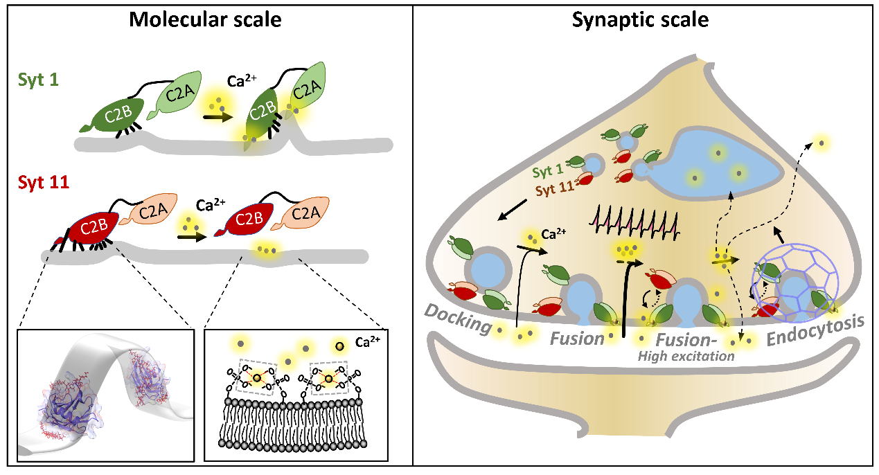 西安交大徐华栋/王昌河团队揭示神经元兴奋-分泌偶联平衡新机制