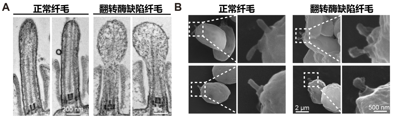 清华大学生命学院潘俊敏课题组在衣藻中揭示磷脂翻转酶调控纤毛膜形态与发生的机制