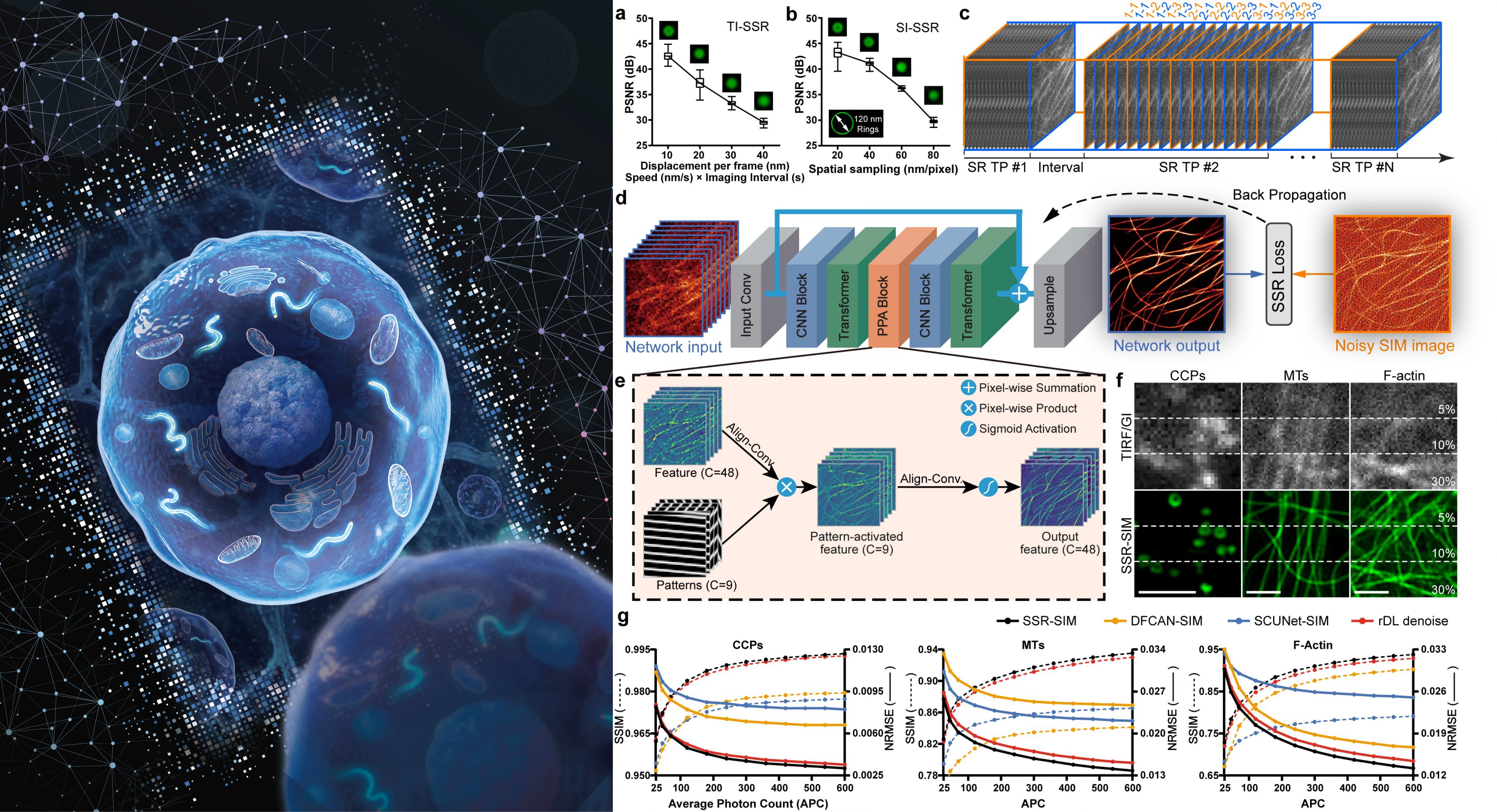 清华大学生命学院李栋课题组合作开发基于自监督重建的生物友好型高精度结构光超分辨显微成像技术