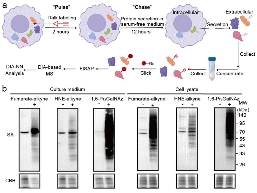 清华大学药学院秦为课题组合作开发新型化学蛋白质组学技术解析衣康酸修饰分泌蛋白