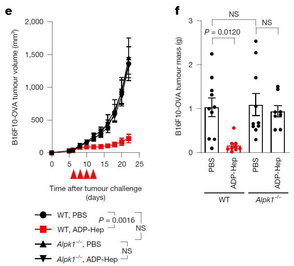 清华大学生物医学交叉研究院邵峰实验室发现激活胞质免疫受体ALPK1可触发抗肿瘤免疫