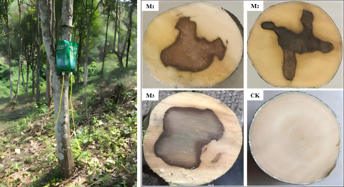热林中心研究团队在挖掘利用高效真菌诱导沉香形成方面取得新进展