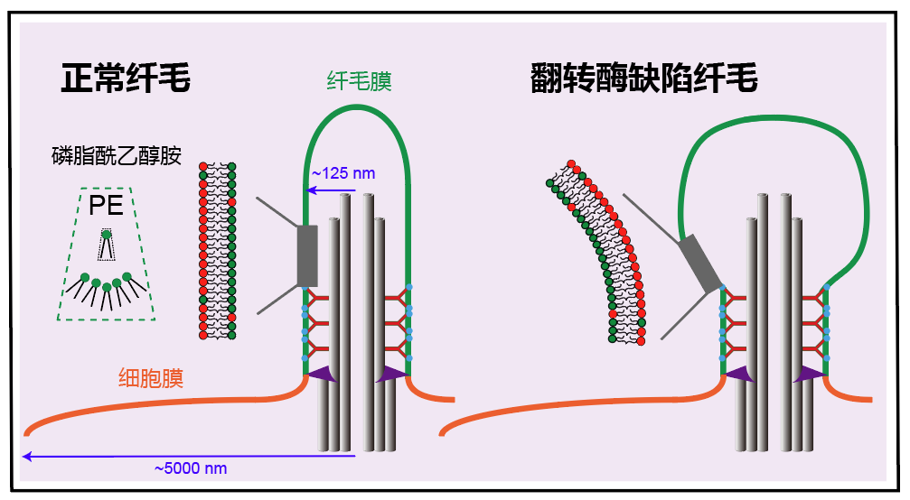 清华大学生命学院潘俊敏课题组在衣藻中揭示磷脂翻转酶调控纤毛膜形态与发生的机制