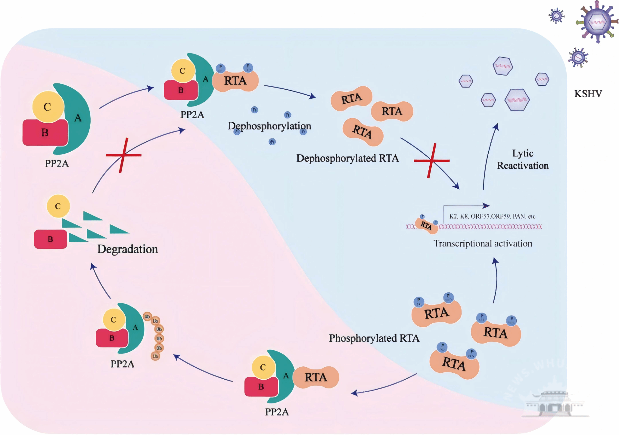 武汉大学蓝柯课题组揭示宿主调控KSHV裂解复制开关分子RTA的新机制