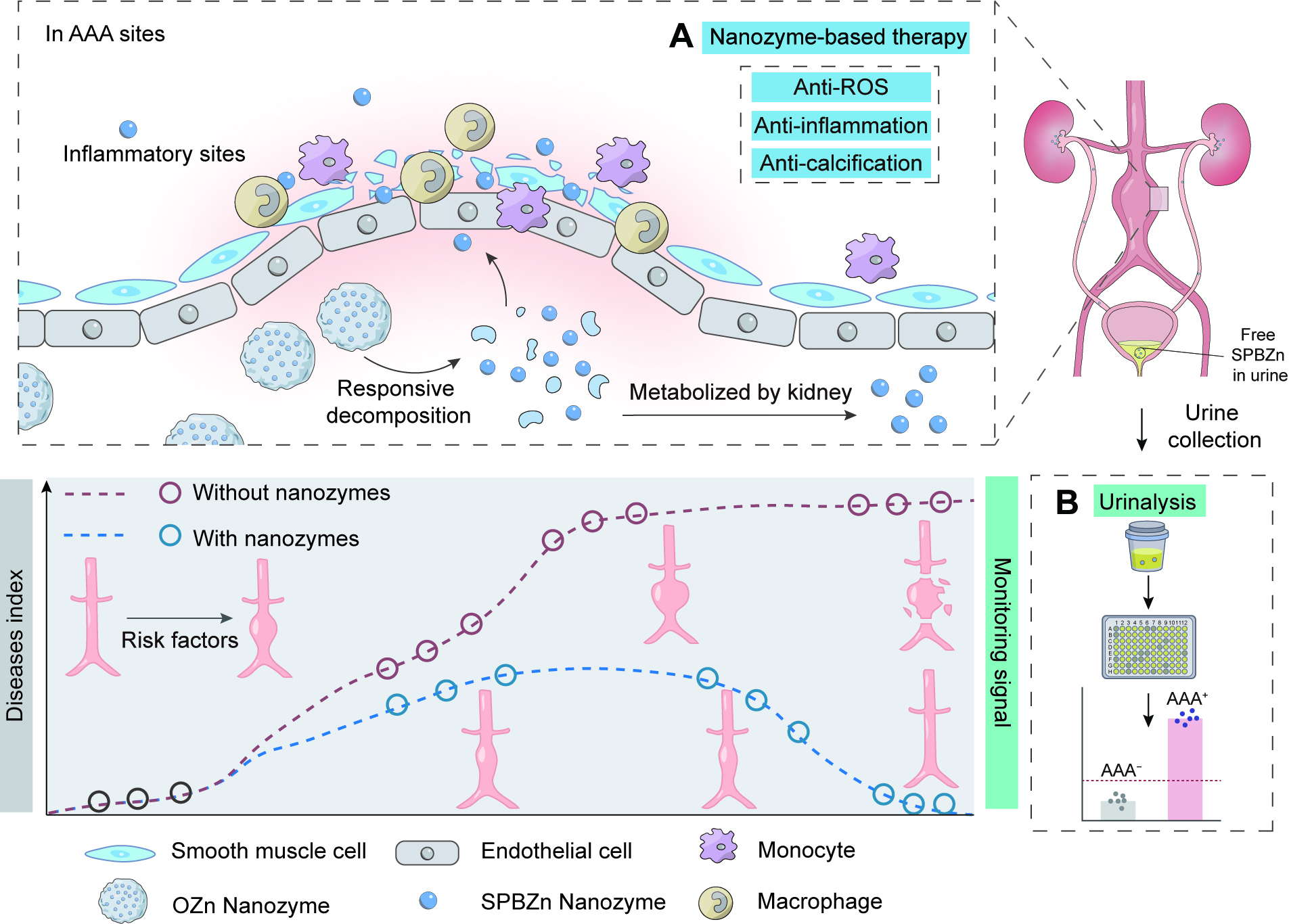 南京大学魏辉教授团队：一种用于腹主动脉瘤管理和治疗效果监测的超小型诊疗纳米酶