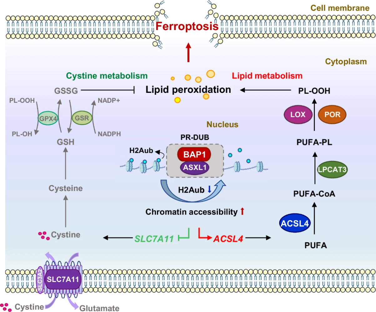西安交大与同济大学团队联合发现 表观遗传调控脂质代谢与铁死亡的新机制