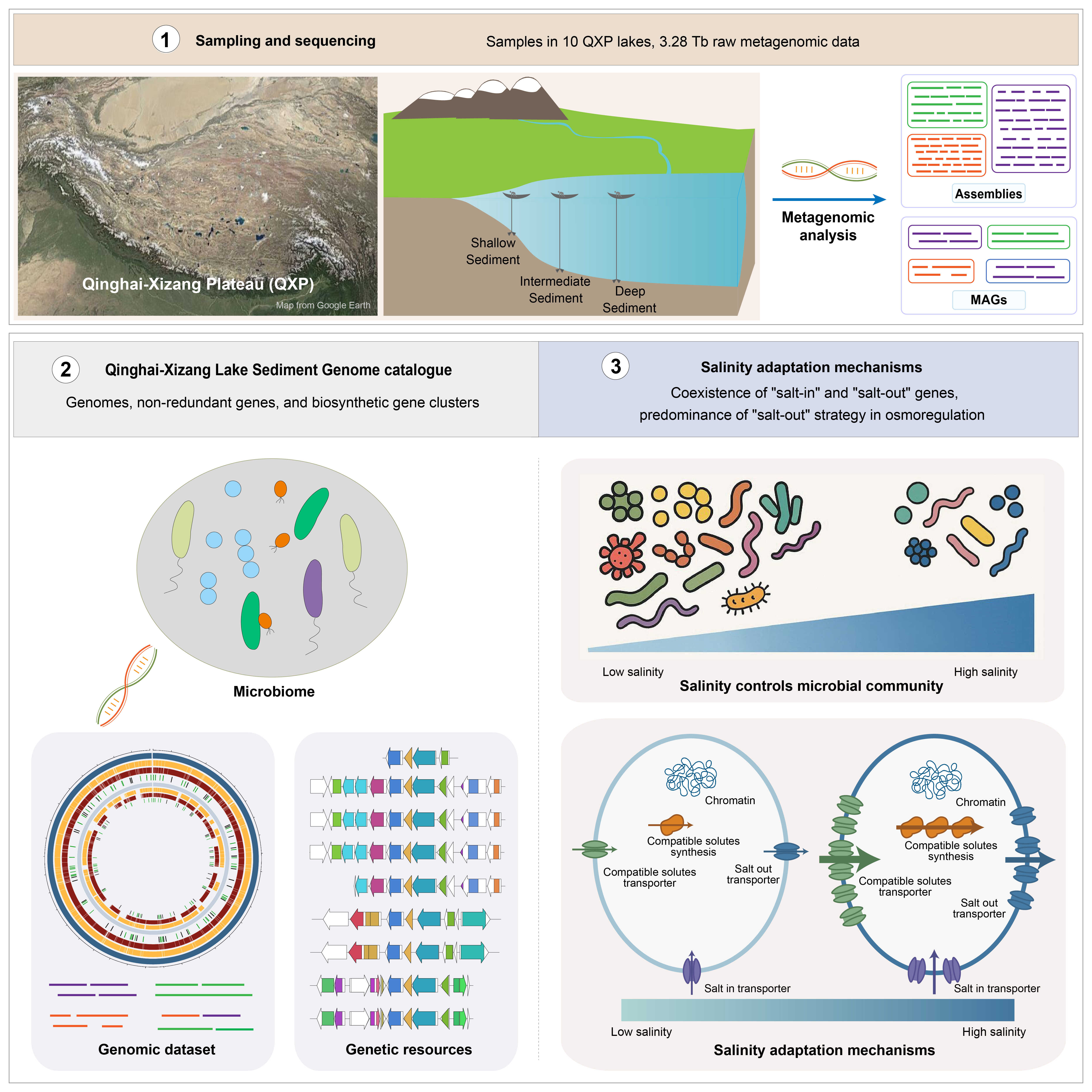科学家绘制青藏高原湖泊微生物基因图谱并揭示群落耐盐机制