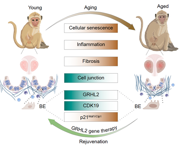 研究开发靶向前列腺衰老的基因疗法