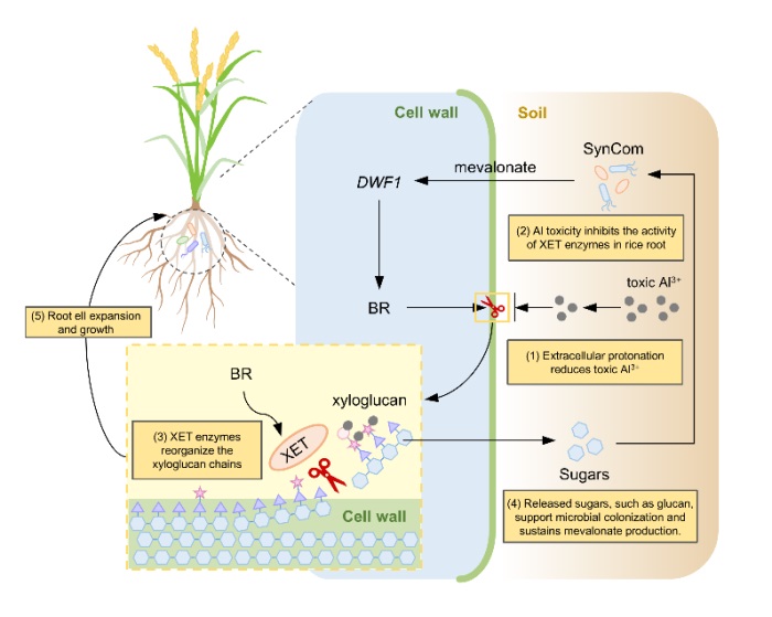 提升作物耐铝机制研究获进展