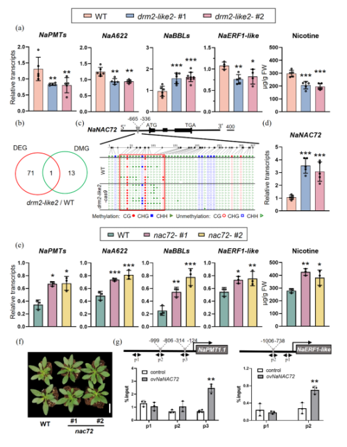研究揭示DNA甲基化通过NaNAC72调控烟草生物碱的生物合成