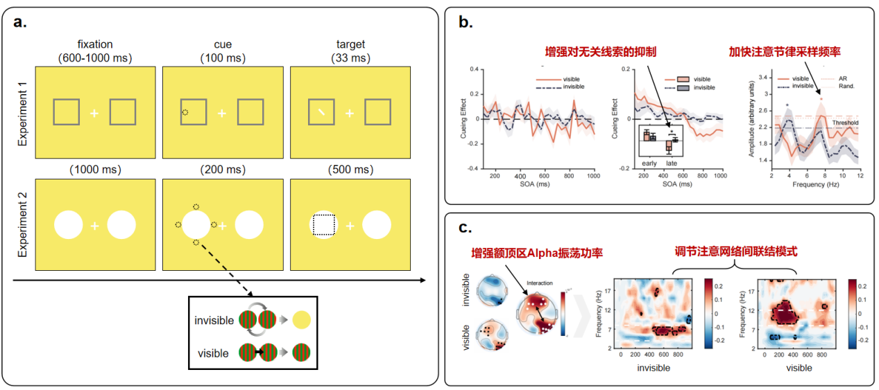 研究揭示视觉意识如何调节注意“聚光灯”的节律采样