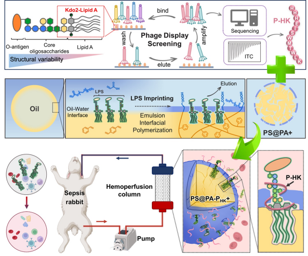 新型“双亲和”材料实现血液中脂多糖有效清除