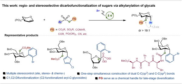 研究开发出一种糖环双位点选择性C-烷芳基化反应