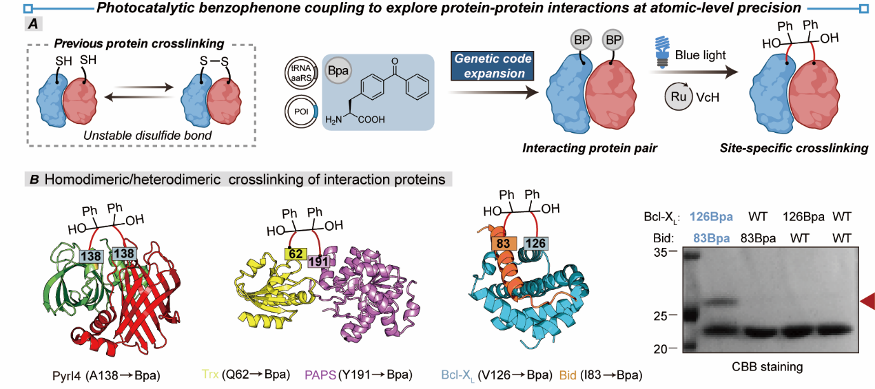 科研人员利用可见光催化破解蛋白质标记选择性瓶颈