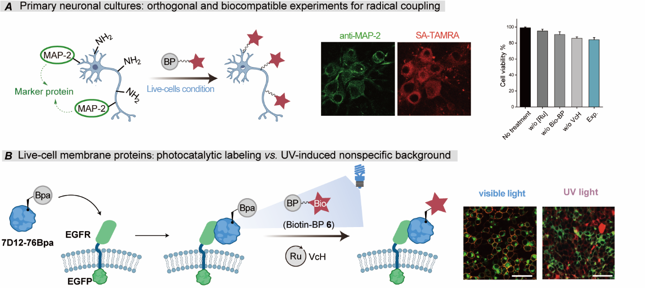 科研人员利用可见光催化破解蛋白质标记选择性瓶颈