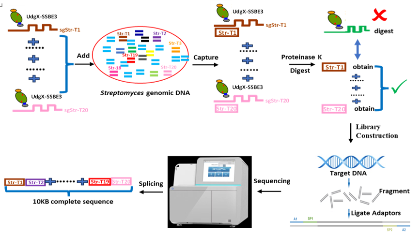 研究开发新型融合蛋白靶向DNA捕获方法