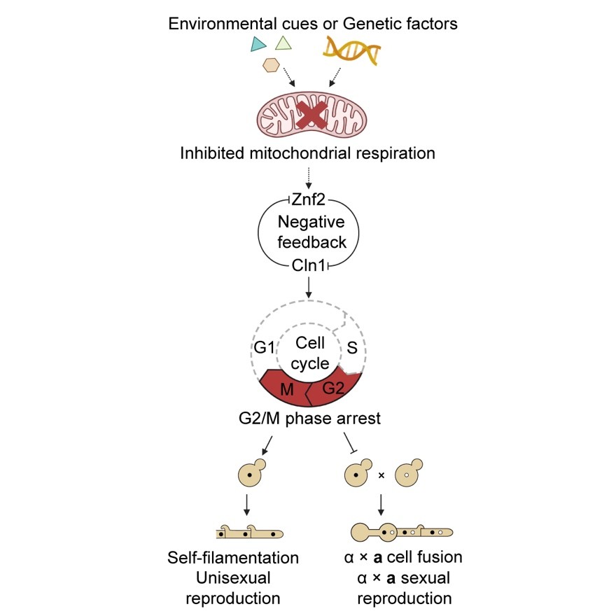研究阐明隐球菌不同有性生殖模式的选择机制