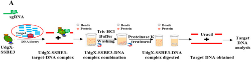研究开发新型融合蛋白靶向DNA捕获方法