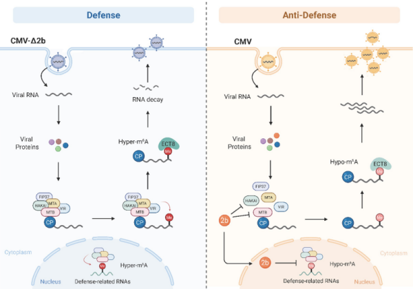 研究揭示m6A介导的植物—病毒分子对抗机制