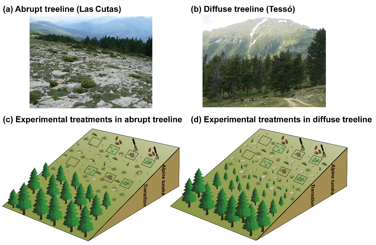 实验揭示高山树线受种子供给与更新限制共同调控