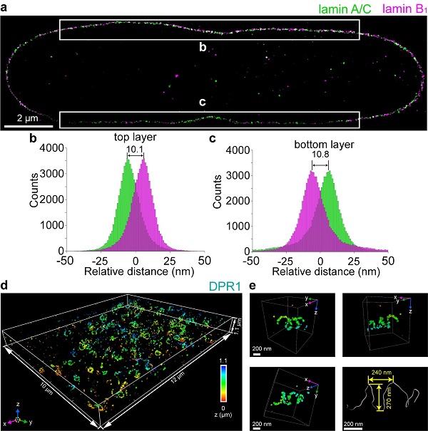 科学人员开发出纳米级三维各向同性超分辨显微镜