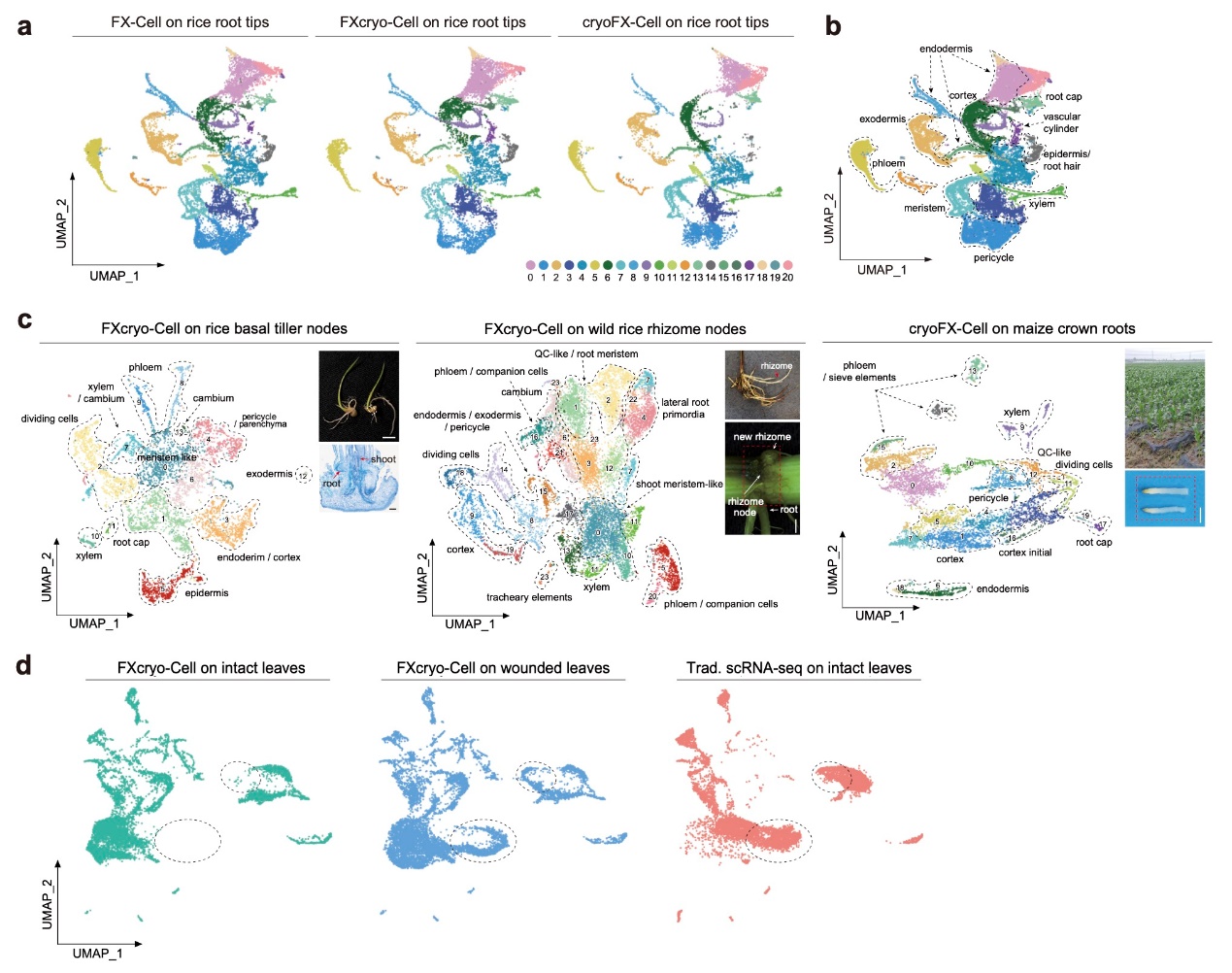 研究提出植物单细胞制备新方法