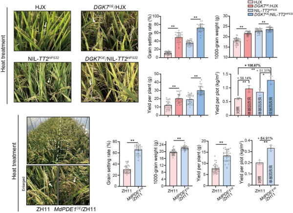 科学家破解水稻热感知“双重解码”机制