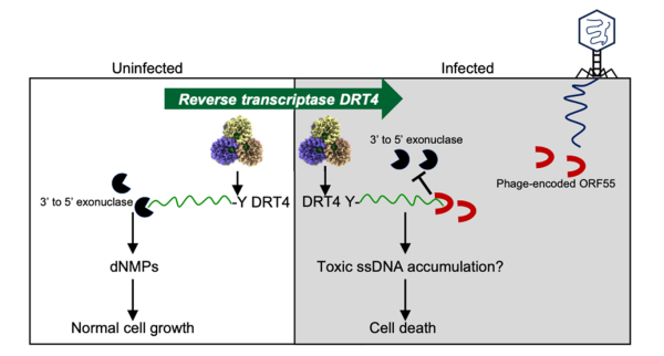 研究揭示细菌逆转录酶介导新型免疫机制