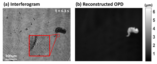 高分辨定量相位成像研究取得进展