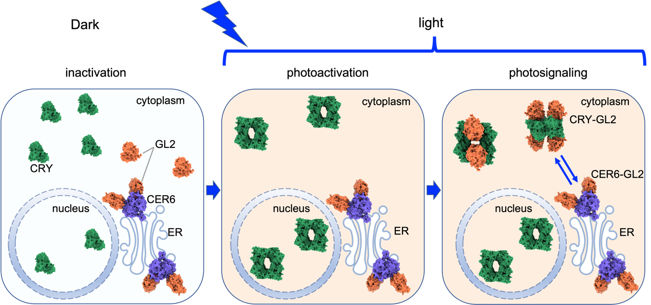 研究提出植物蓝光受体CRY复合体组装与信号传递的分子机制