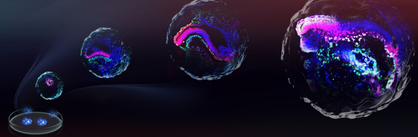 科研人员成功体外模拟灵长类晚期原肠胚发育过程