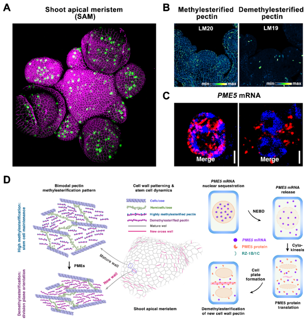 植物干细胞命运决定研究获进展