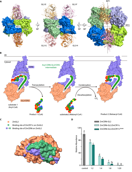 研究提出植物蓝光受体CRY复合体组装与信号传递的分子机制