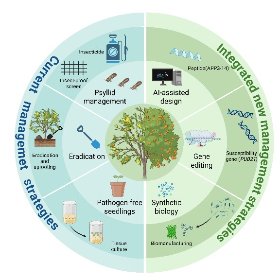 科研人员提出柑橘黄龙病防控新策略