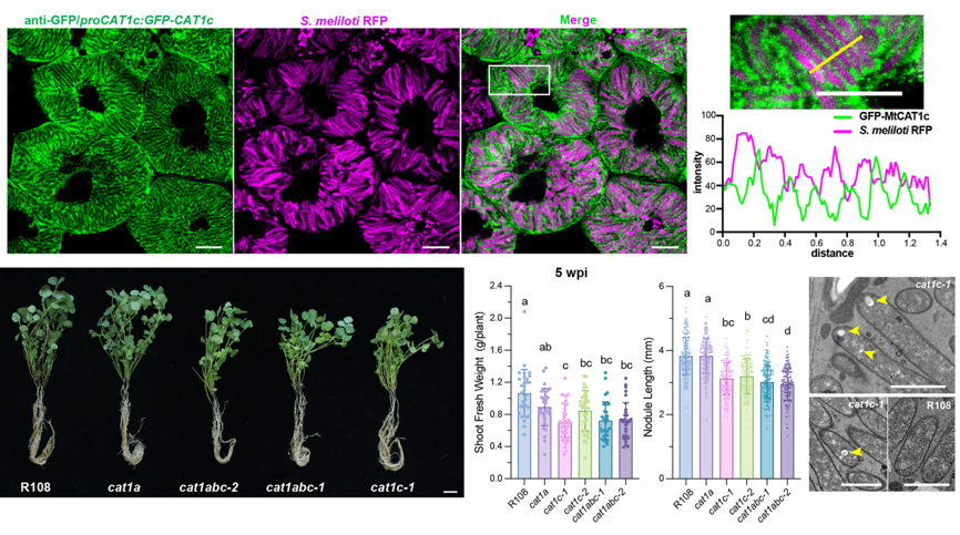 研究阐明苜蓿共生固氮的氨基酸交换机制