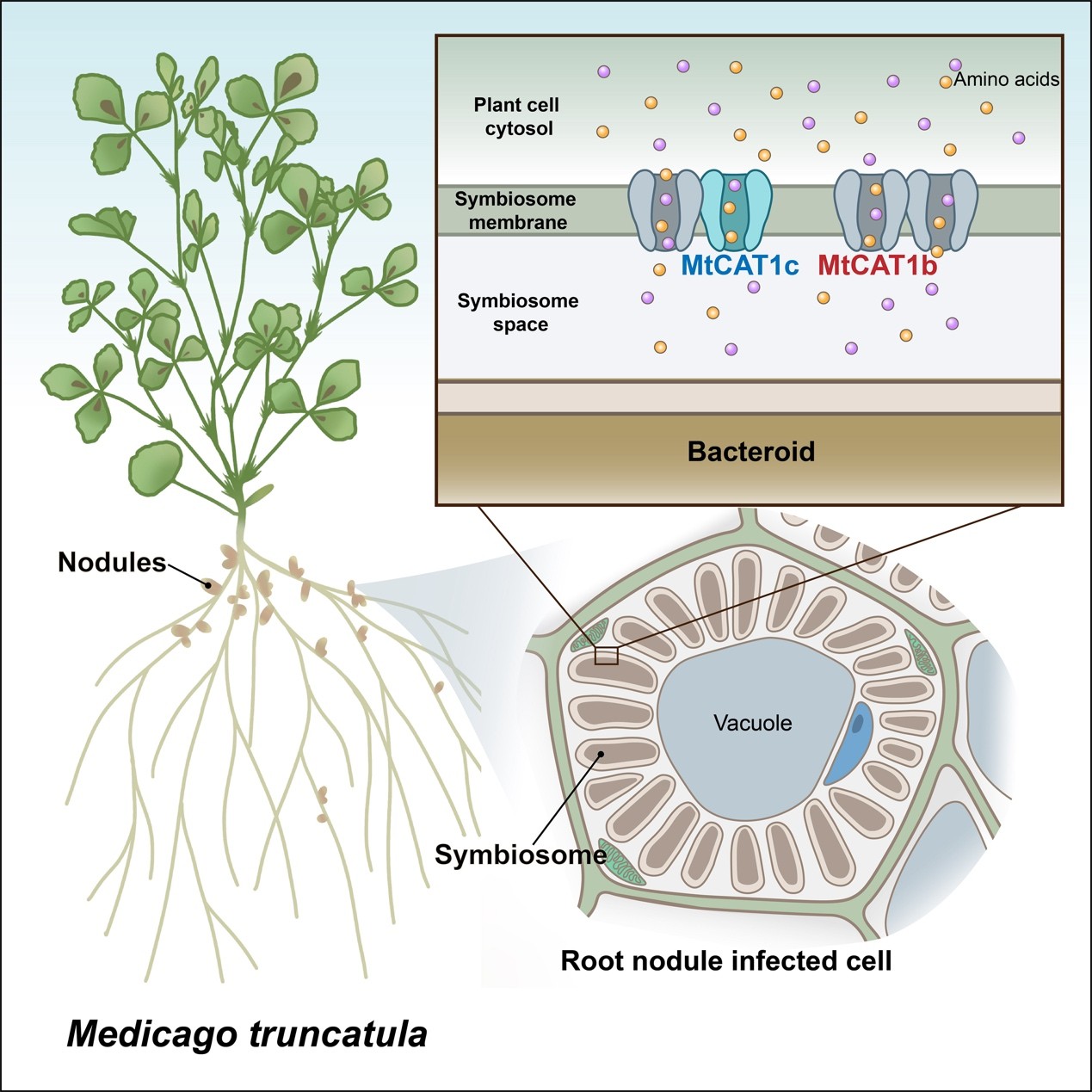 研究阐明苜蓿共生固氮的氨基酸交换机制