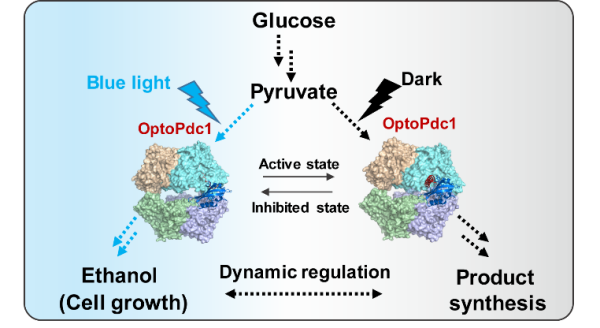 酿酒酵母代谢通量动态调控研究获进展