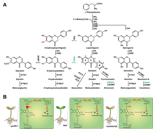 研究揭示大豆异黄酮6-羟化酶调控代谢平衡赋予大豆抗疫霉病的分子机制
