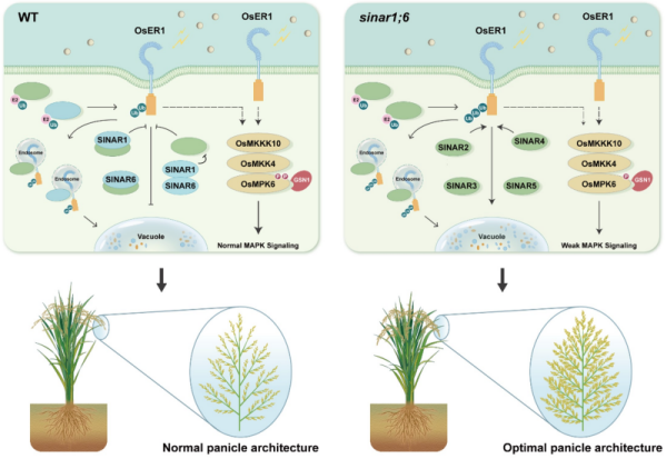 研究揭示水稻E3泛素连接酶通过二元调控类受体激酶稳态塑造水稻高产理想穗型的分子机制