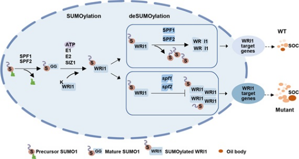 研究揭示SPF1/2介导WRI1去SUMO化负调控种子油脂合成