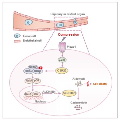 研究发现机械力诱导的醛类代谢重塑促进肿瘤转移新机制