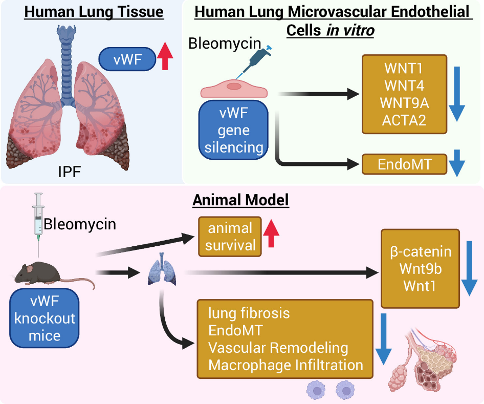 研究揭示血管性血友病因子在肺纤维化中的关键作用