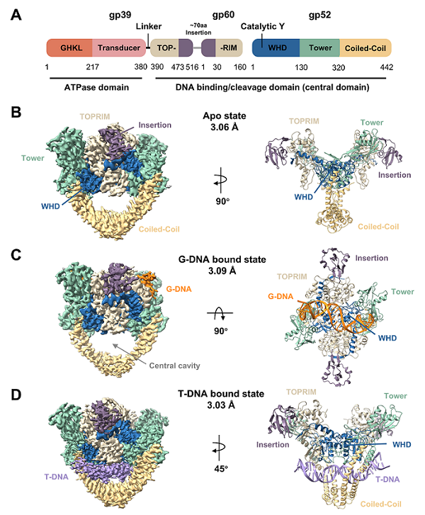 科学家揭示II型拓扑异构酶捕获转运片段DNA的关键结构