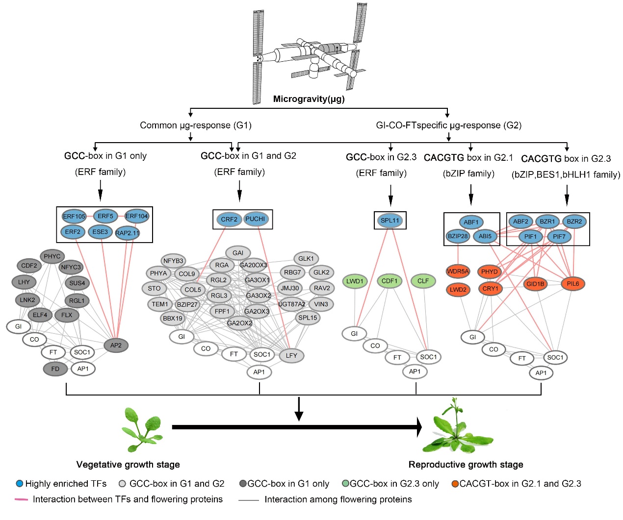 研究发现微重力信号整合至拟南芥开花途径的潜在调控分子模块