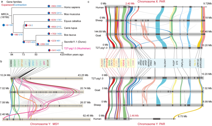中国农业大学动科学院方美英教授团队在《自然·遗传》发表猪T2T参考基因组 深入解析猪群体结构与体型选择的遗传基础