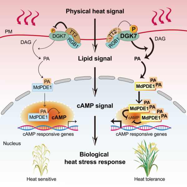 科学家破解水稻热感知“双重解码”机制