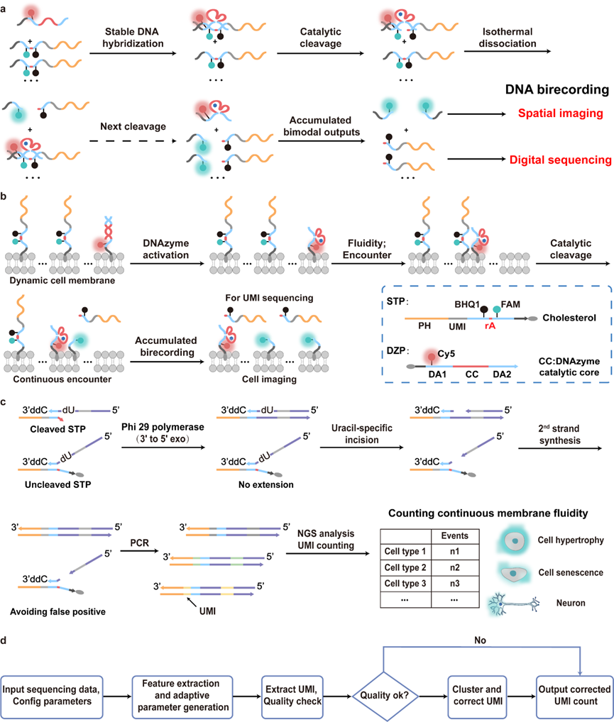 西安交大赵永席教授团队在细胞膜流动分析领域取得重要进展
