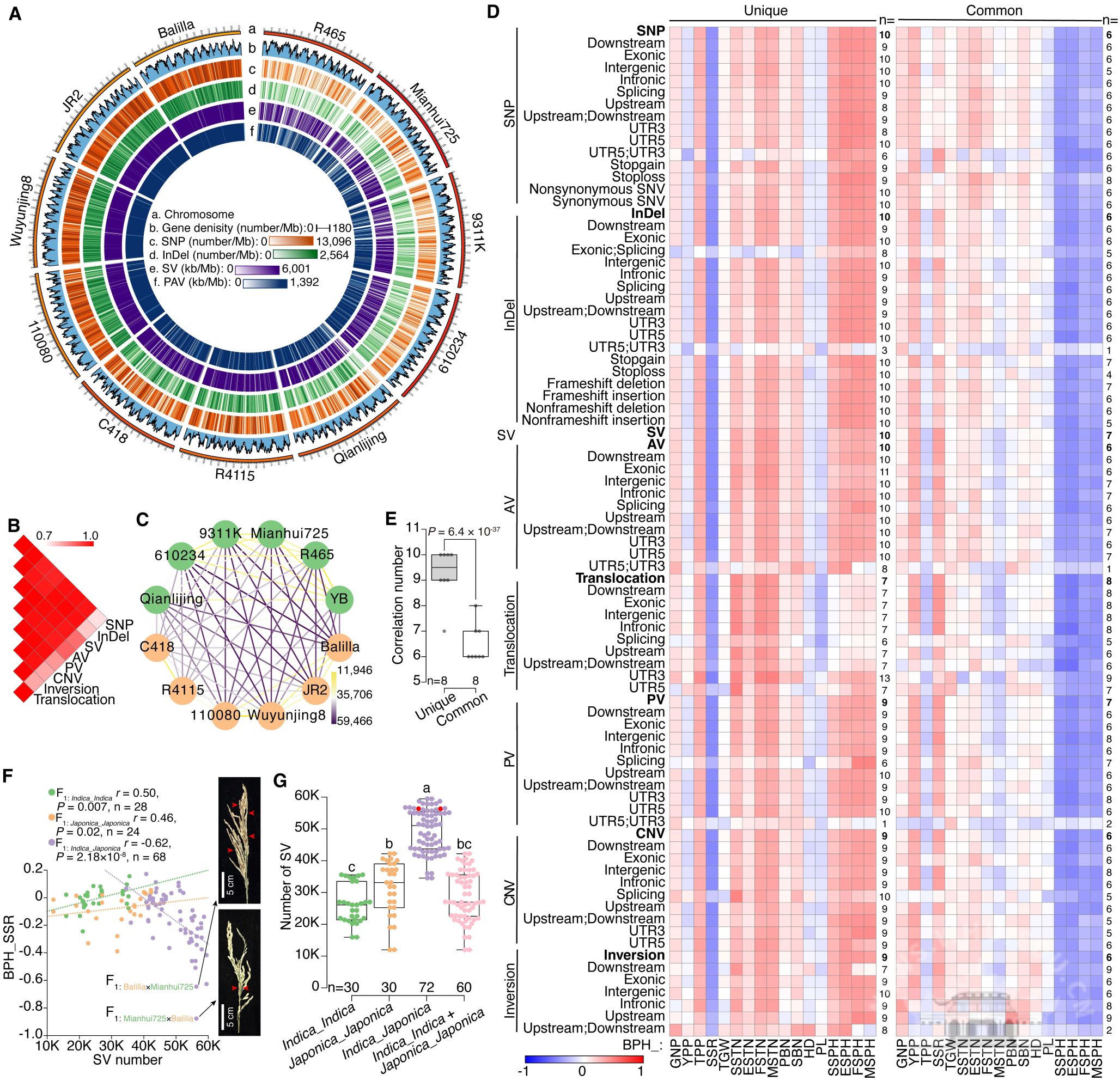 武汉大学教师揭示基因组结构变异对水稻籼粳亚种分化和产量杂种优势的贡献