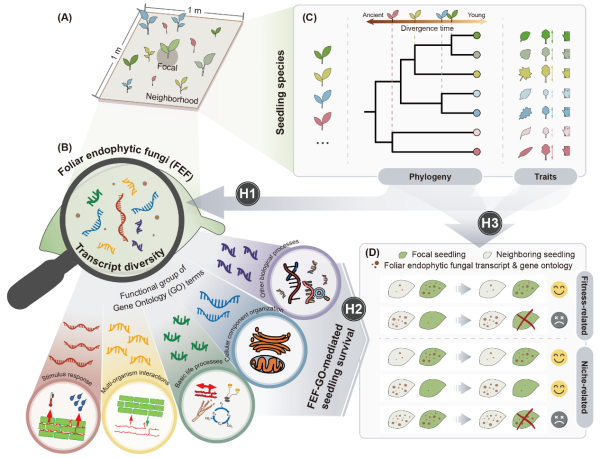 研究揭示叶片内生真菌分子功能多样性调控亚热带森林幼苗存活的机制