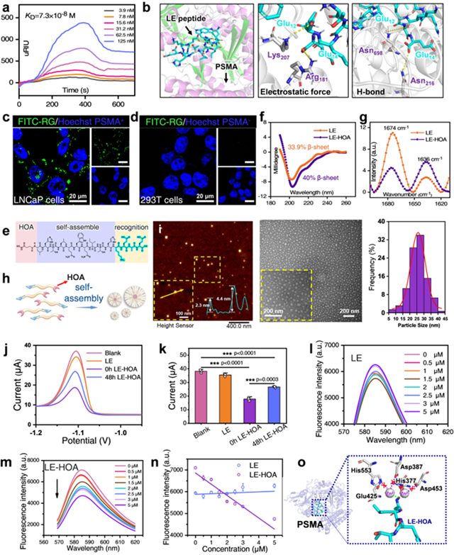 北理工课题组在相分离靶向多肽自适应识别与精准调控方面取得进展